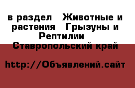  в раздел : Животные и растения » Грызуны и Рептилии . Ставропольский край